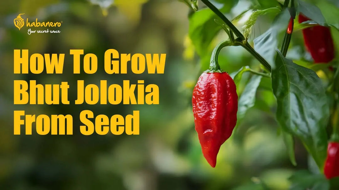 How to Grow Bhut Jolokia from Seed: A Fiery Guide for Beginners